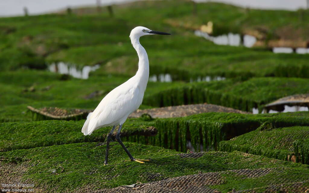 Aigrette garzetteadulte internuptial, identification, marche