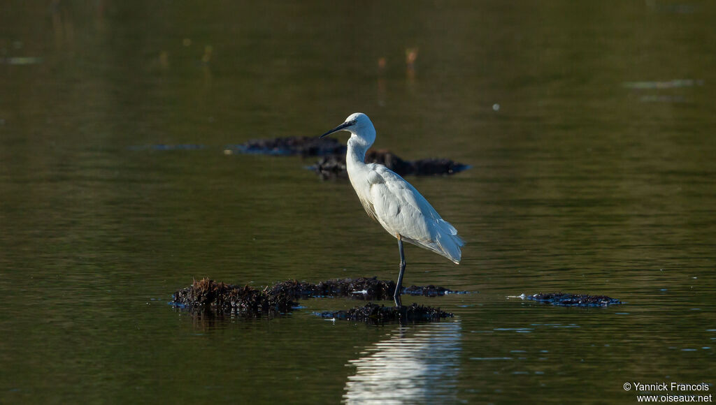 Aigrette garzetteadulte, habitat, composition