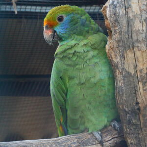 Amazone de Dufresne