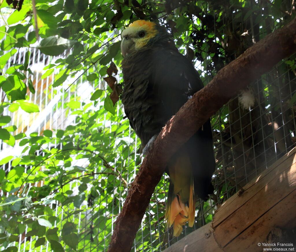 St. Vincent Amazonadult, identification, aspect