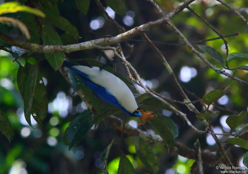 Artamie azuréeadulte, habitat, pêche/chasse