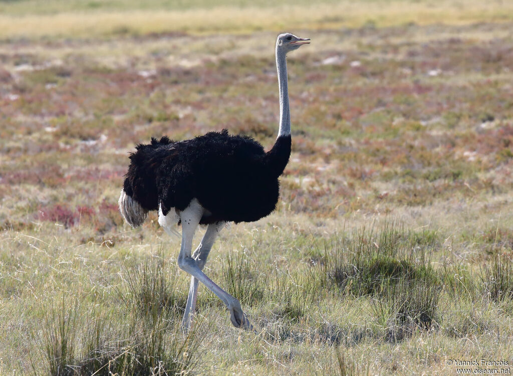 Common Ostrich male adult, identification, aspect, walking