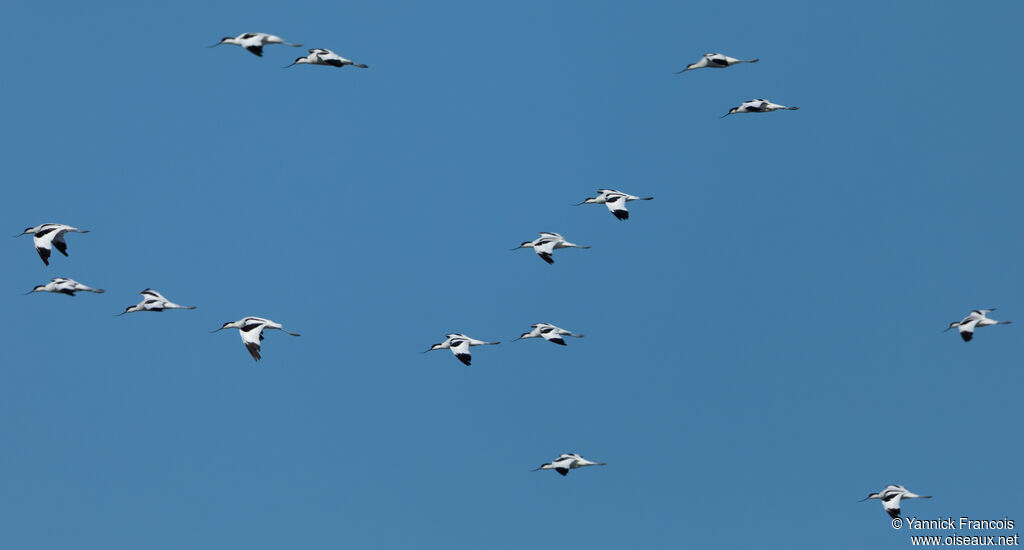 Pied Avocetadult, Flight