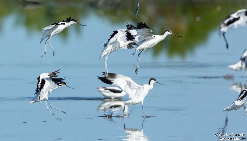 Avocette éléganteadulte, habitat