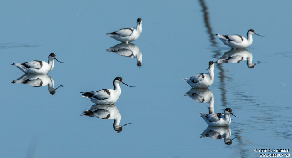 Avocette éléganteadulte, habitat