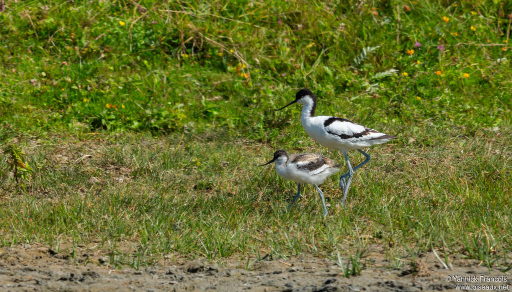 Pied Avocet, habitat, aspect