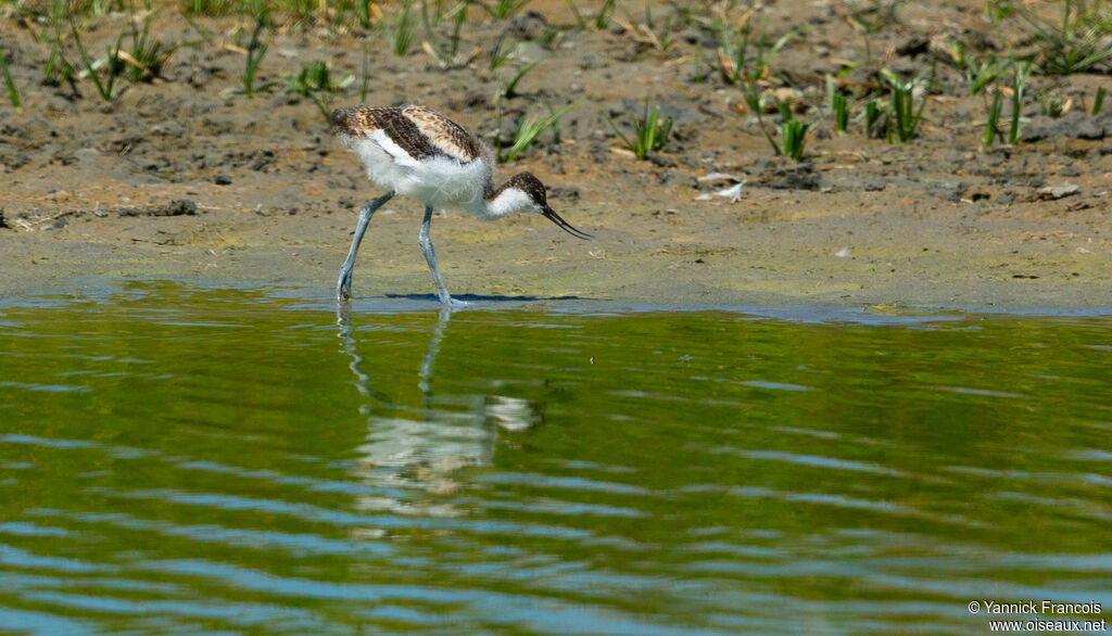 Pied Avocetjuvenile, habitat, aspect, eats