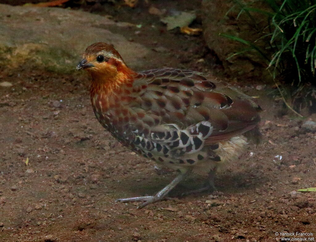 Mountain Bamboo Partridgeadult, identification, aspect