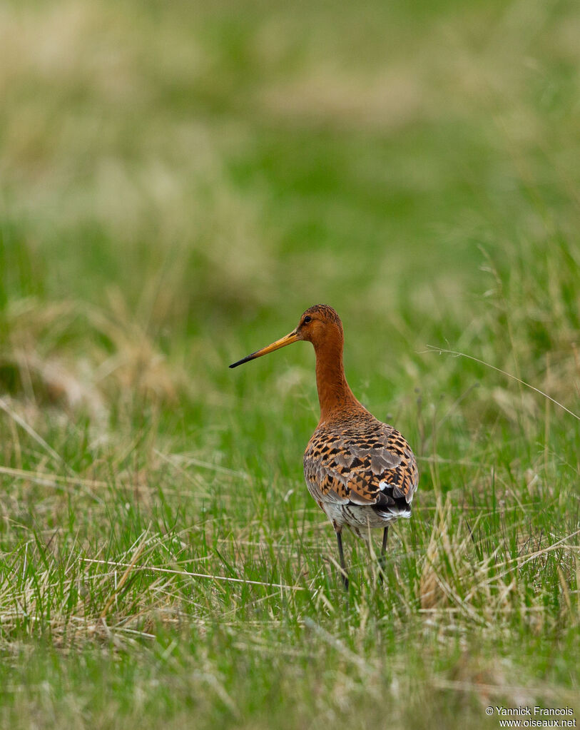 Black-tailed Godwit male adult breeding, habitat, aspect