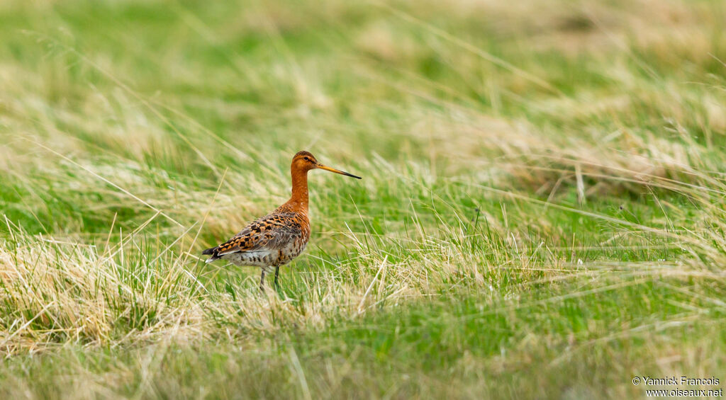 Black-tailed Godwit male adult breeding, habitat, aspect