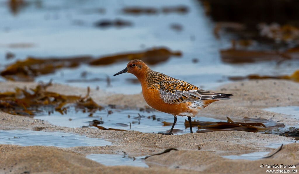 Red Knotadult breeding, habitat, aspect, walking