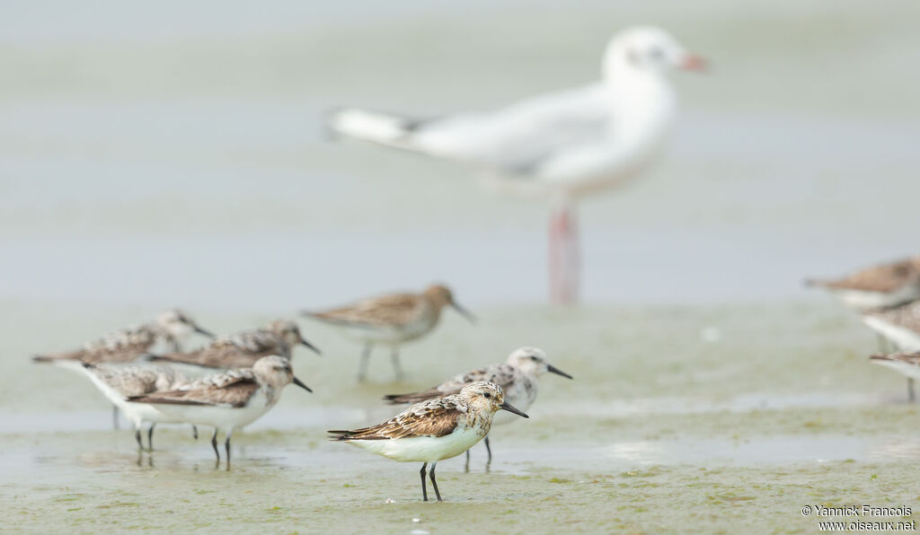 Sanderling, habitat, aspect