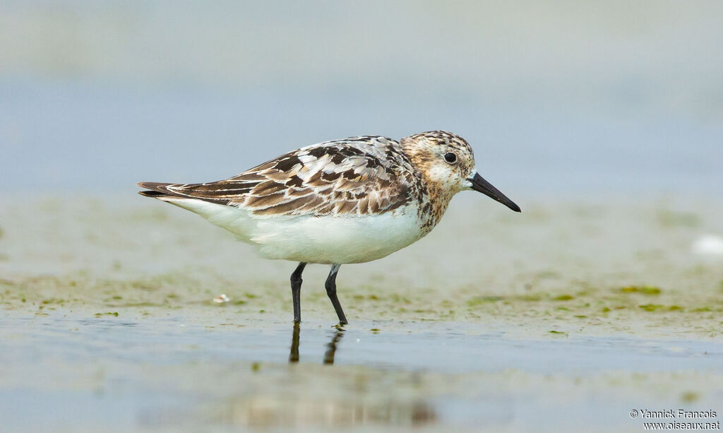 Sanderling, identification, aspect