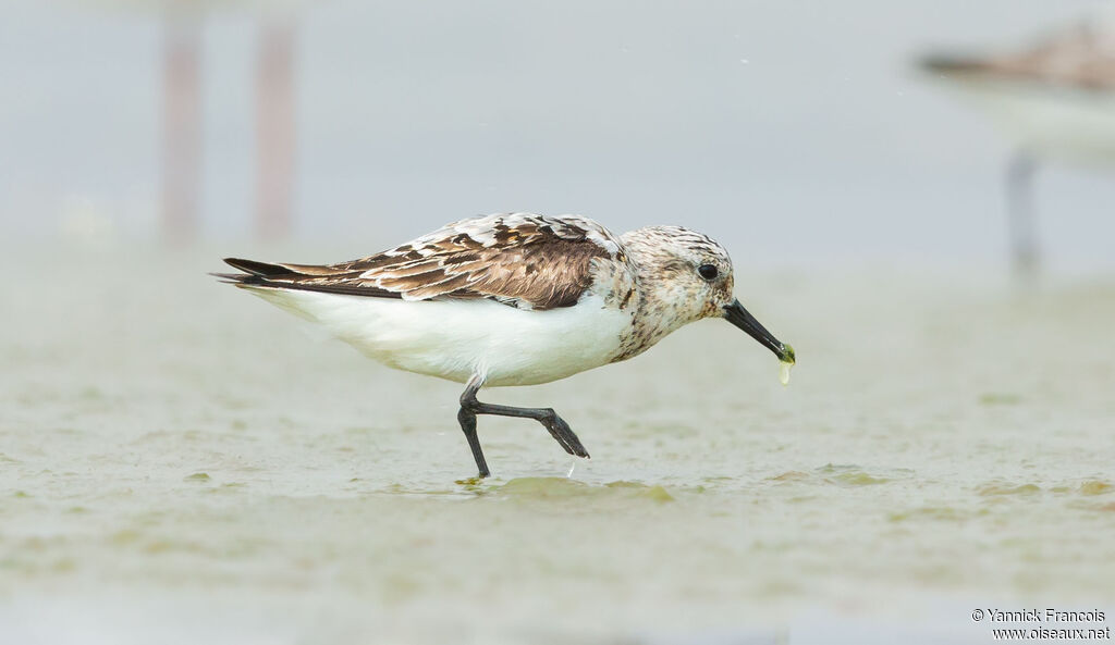 Sanderling, identification, aspect, eats