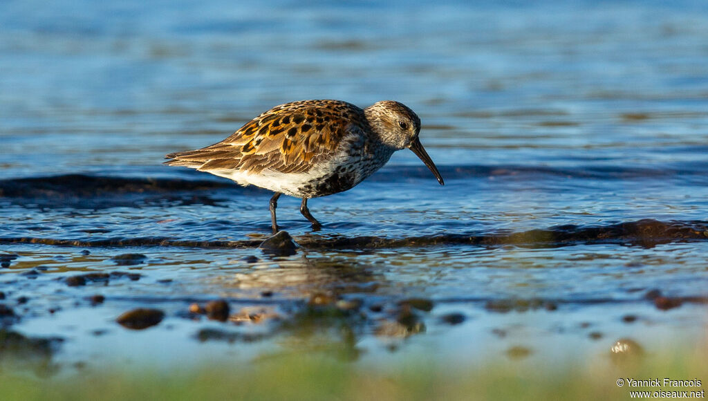 Bécasseau variableadulte nuptial, identification, composition, pêche/chasse