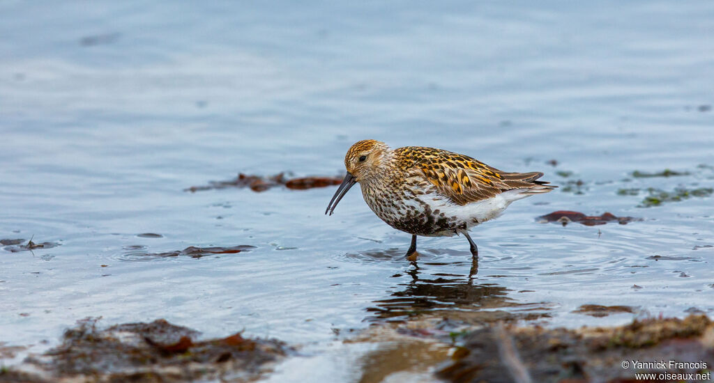 Dunlinadult breeding, habitat, aspect, eats