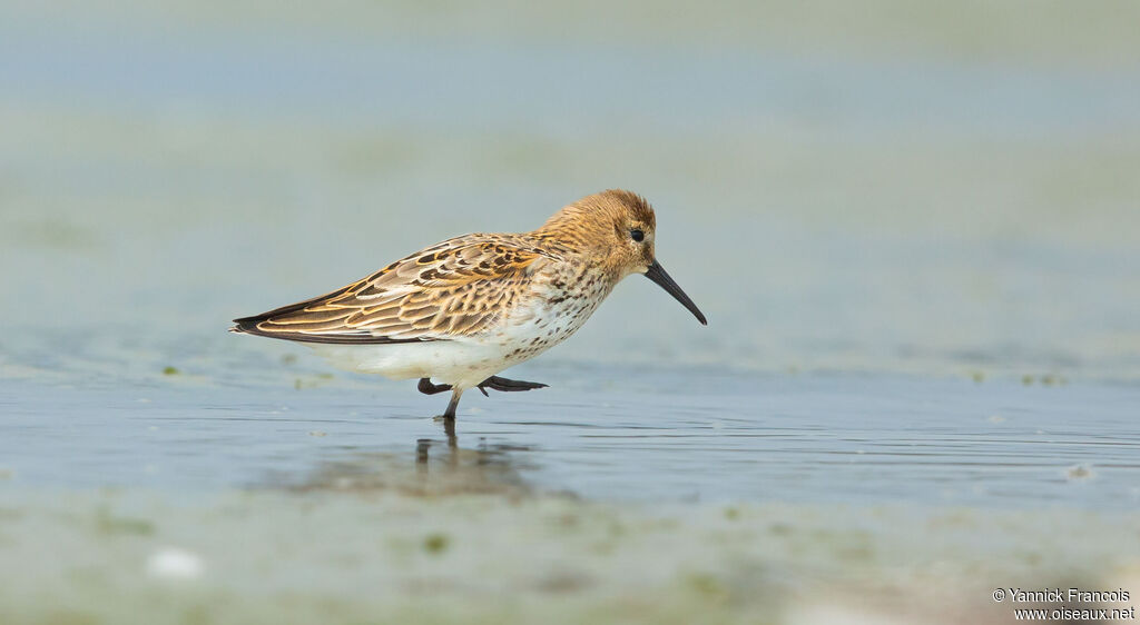 Dunlinadult post breeding, identification, aspect, walking