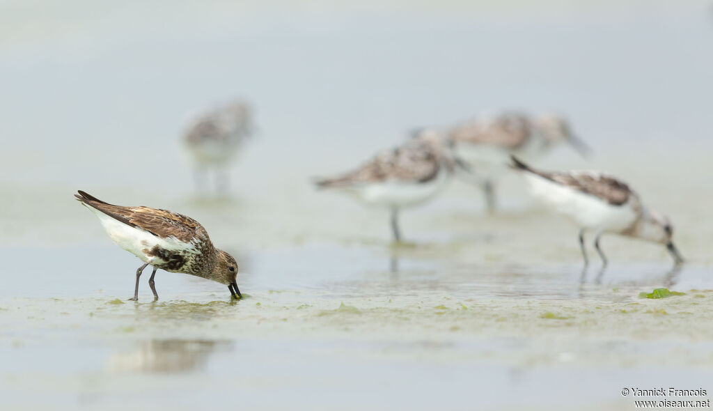 Dunlinadult, identification, aspect, eats