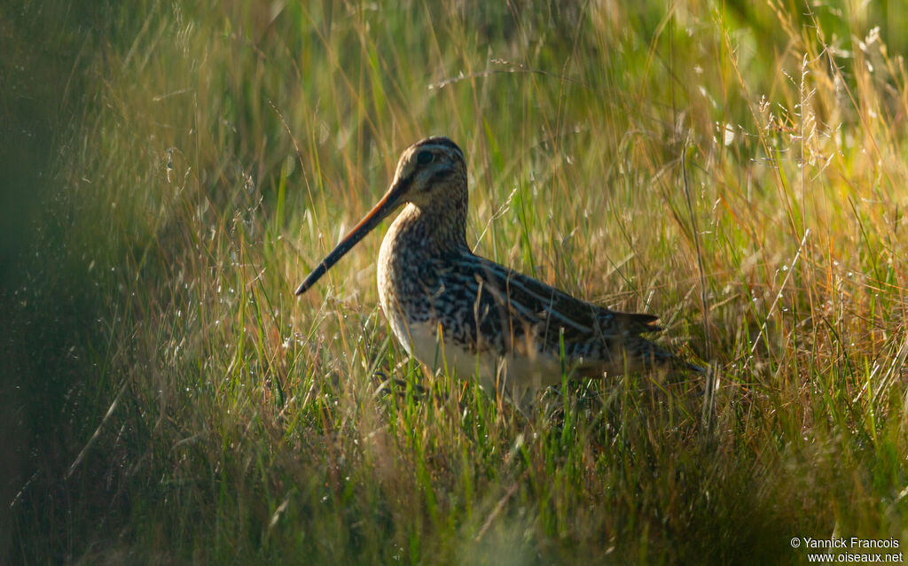Common Snipeadult, identification, aspect