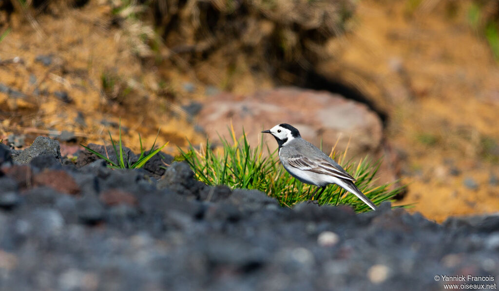 White Wagtailadult, habitat, aspect
