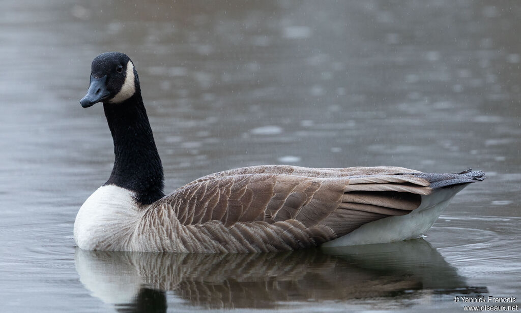 Bernache du Canadaadulte, identification, composition