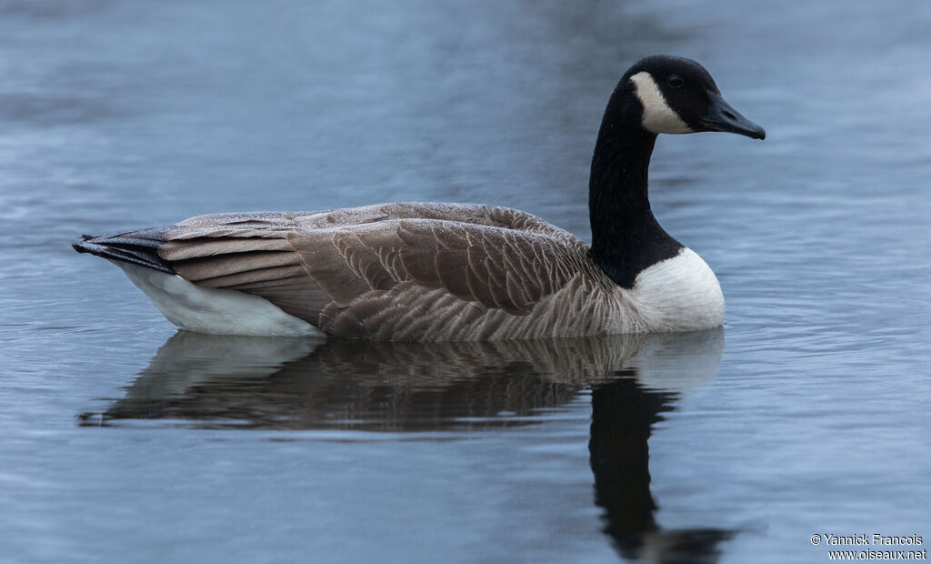 Bernache du Canadaadulte, identification, composition