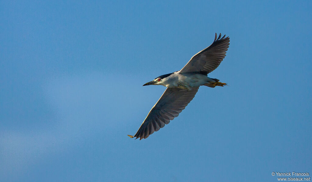 Black-crowned Night Heronadult, aspect, Flight