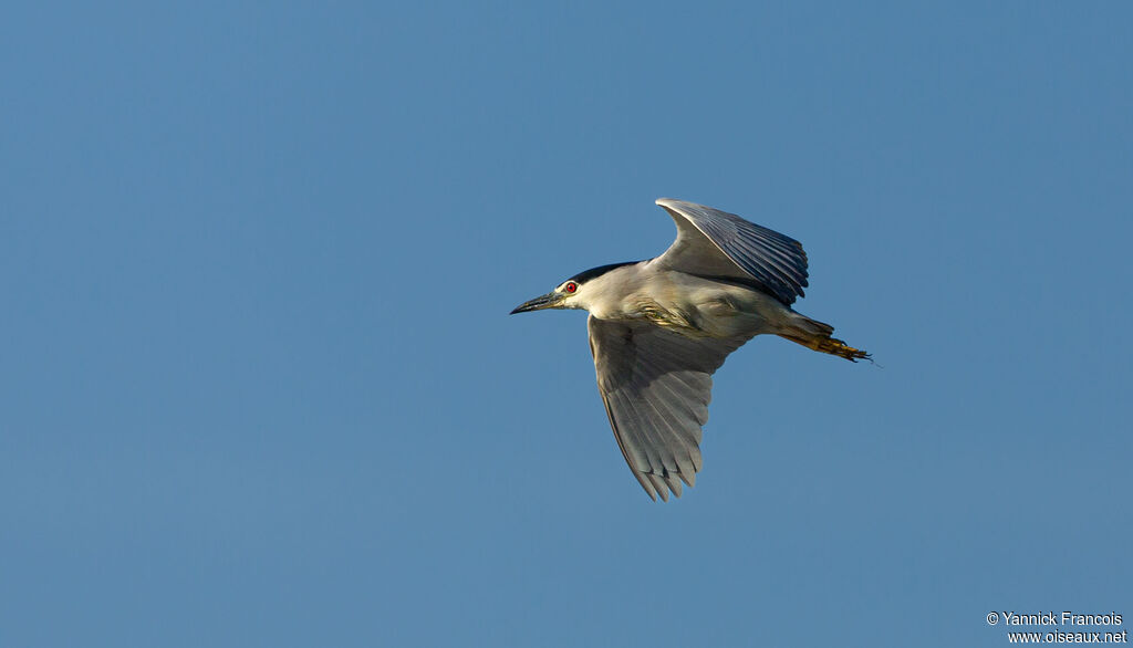 Black-crowned Night Heronadult, aspect, Flight