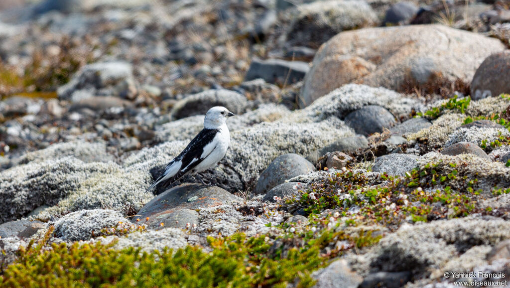 Bruant des neiges mâle adulte nuptial, habitat