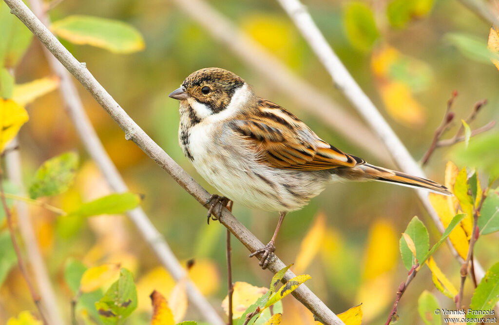 Bruant des roseaux mâle adulte internuptial, identification, composition