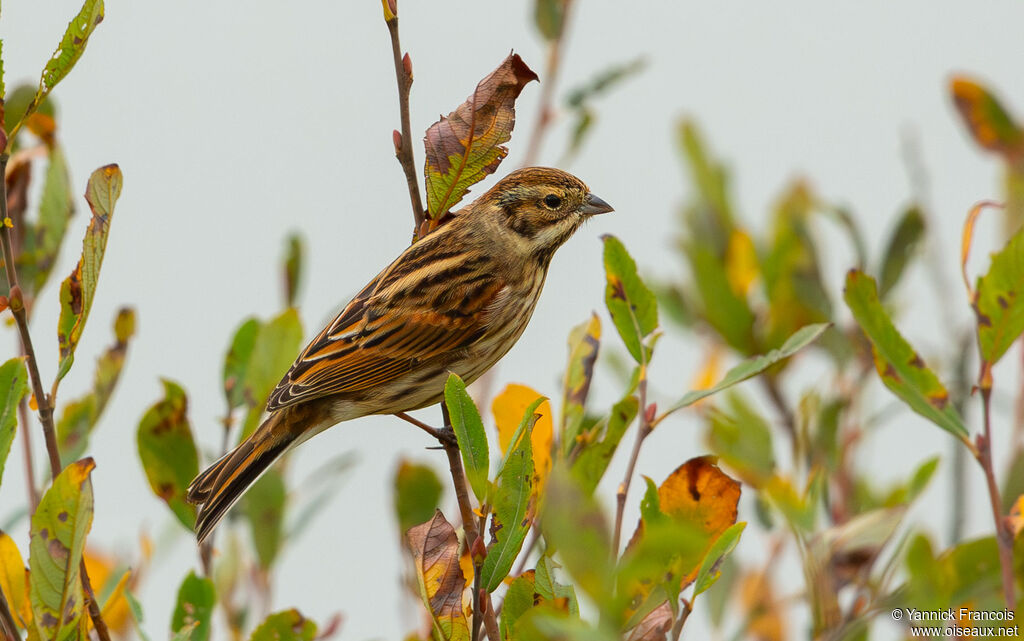 Bruant des roseaux femelle adulte, identification, composition