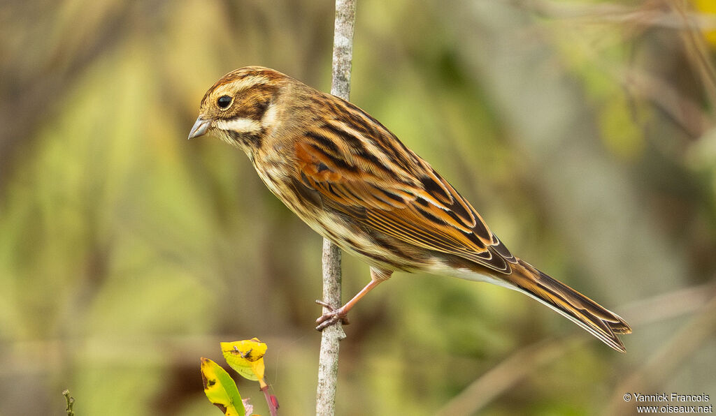 Bruant des roseaux femelle adulte, identification