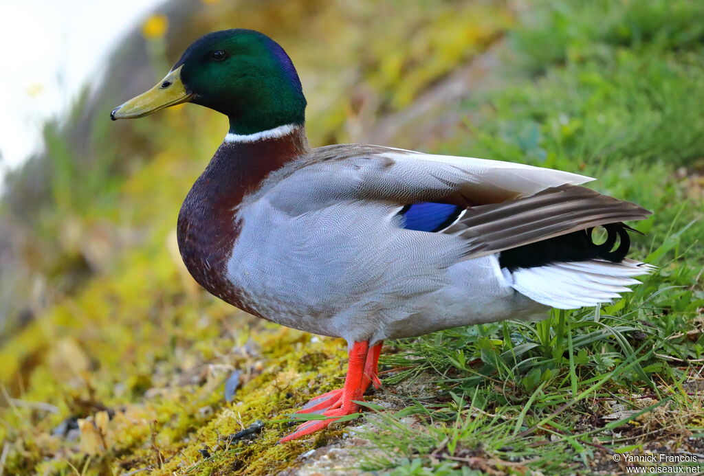 Canard colvert mâle adulte, identification, composition