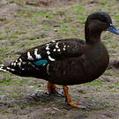 Canard noirâtre