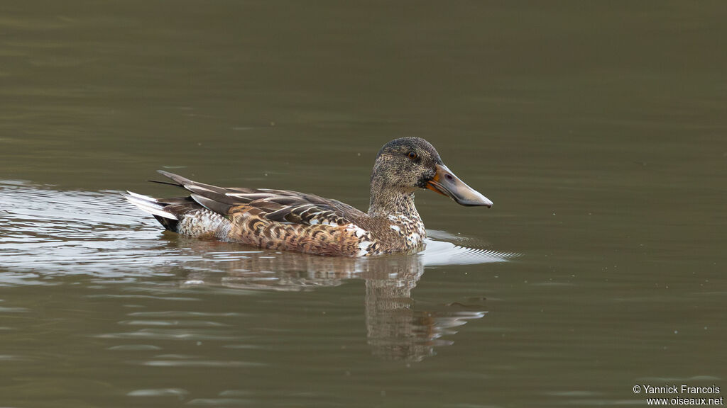 Canard souchet mâle immature, identification, composition