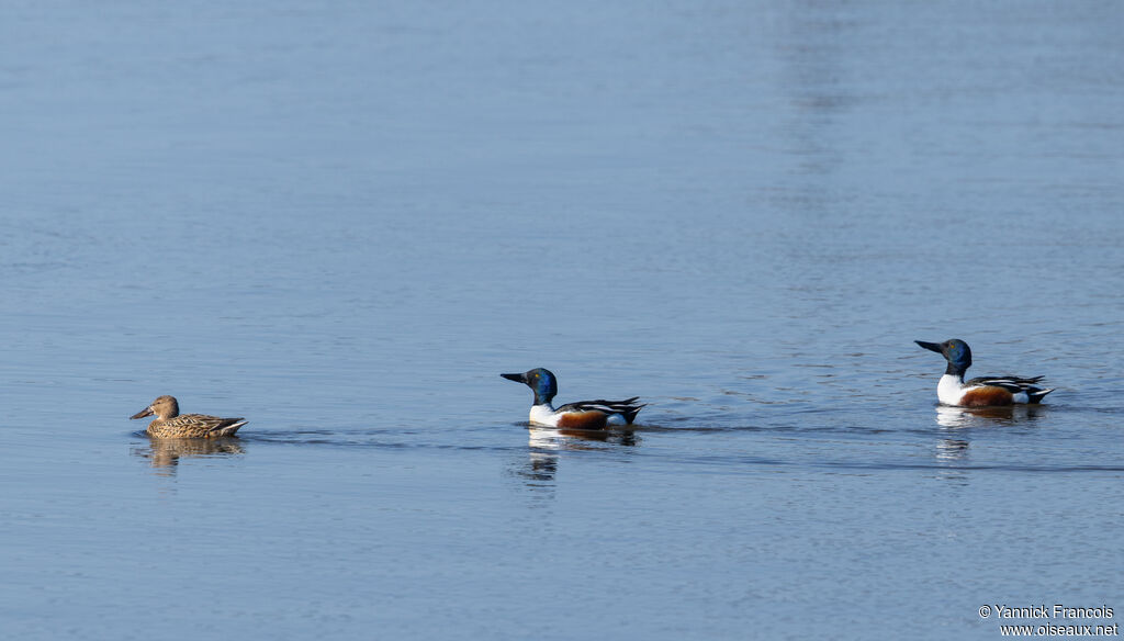 Canard souchetadulte, habitat, composition, nage