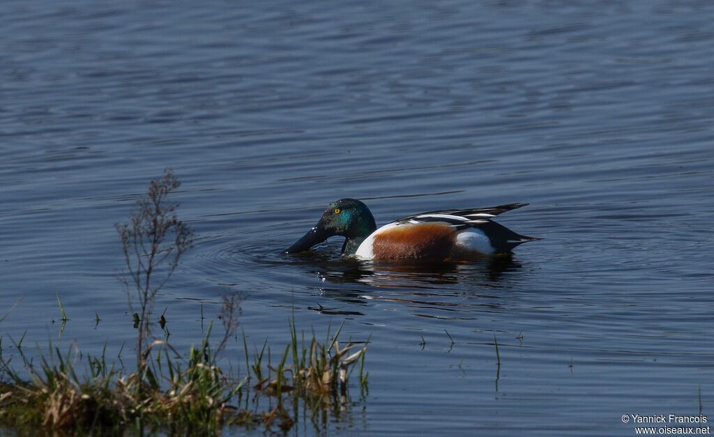 Canard souchet mâle adulte, identification, composition, mange