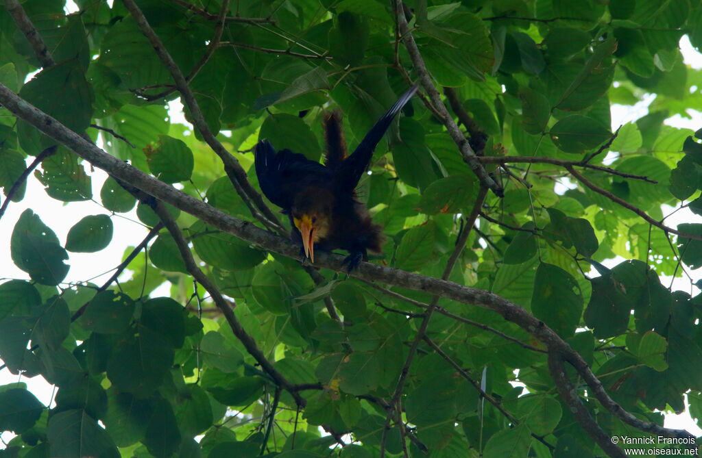 Cassique roussâtreadulte, habitat, chant