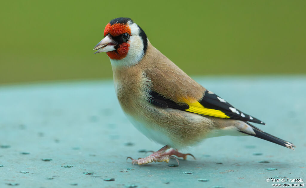 Chardonneret élégantadulte, identification, composition, mange