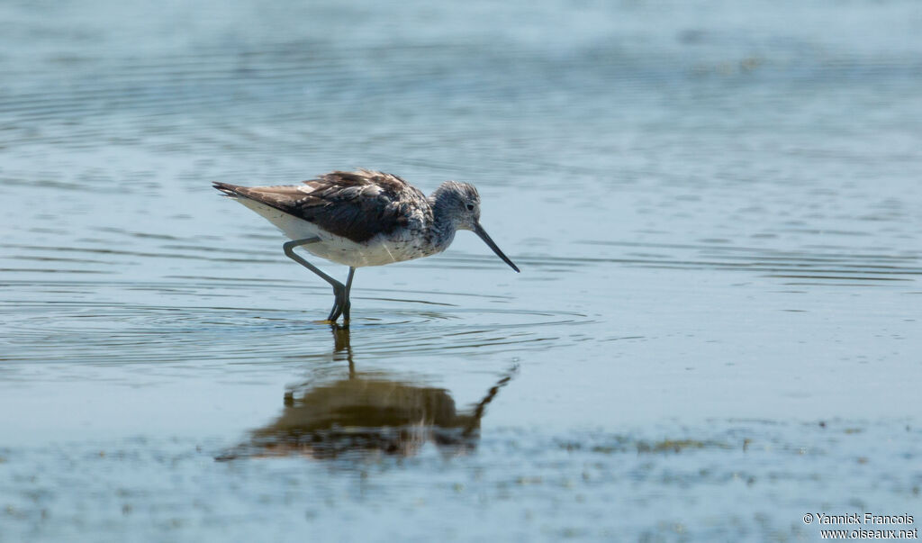 Common Greenshankadult, identification, aspect