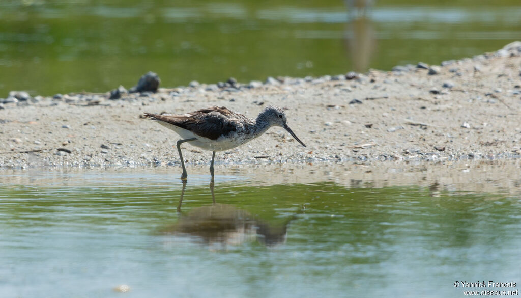 Common Greenshankadult, identification, aspect