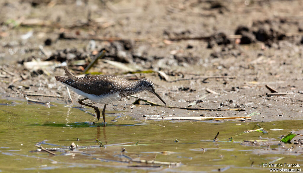 Green Sandpiperadult, habitat, aspect, fishing/hunting