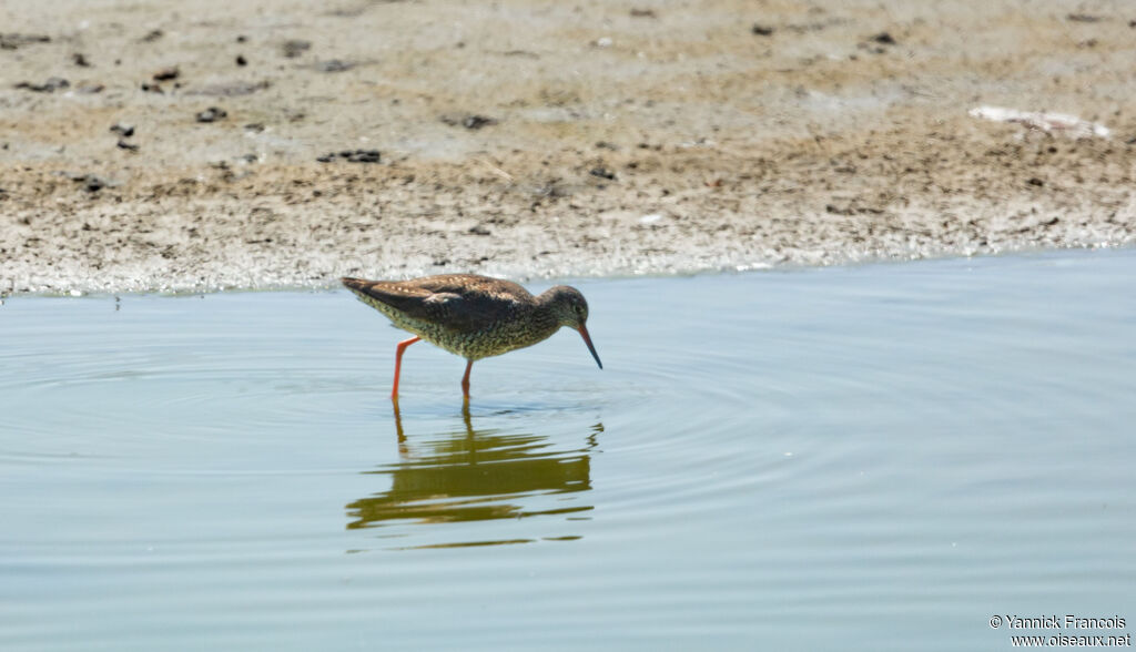 Common Redshankadult breeding, identification, aspect, fishing/hunting