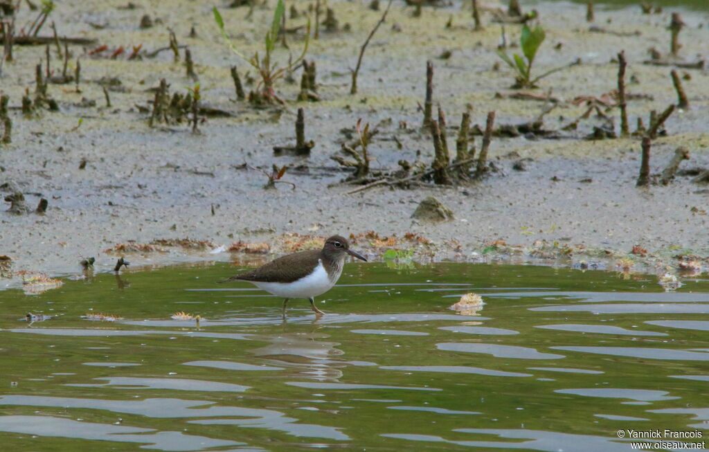 Chevalier guignetteadulte nuptial, habitat, composition