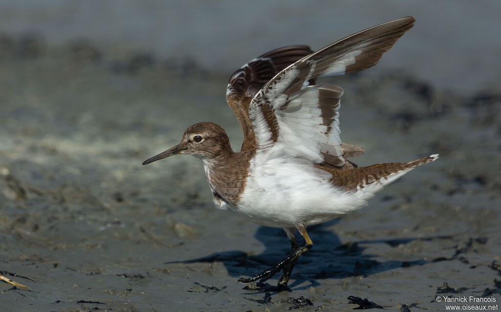 Chevalier guignetteadulte, identification, composition