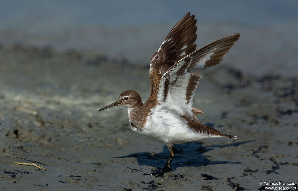 Chevalier guignetteadulte, identification, composition