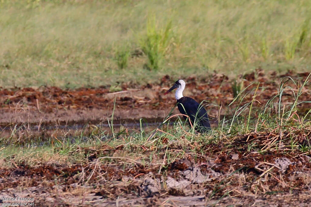 Cigogne à pattes noires