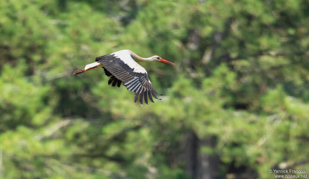 White Storkadult, aspect, Flight