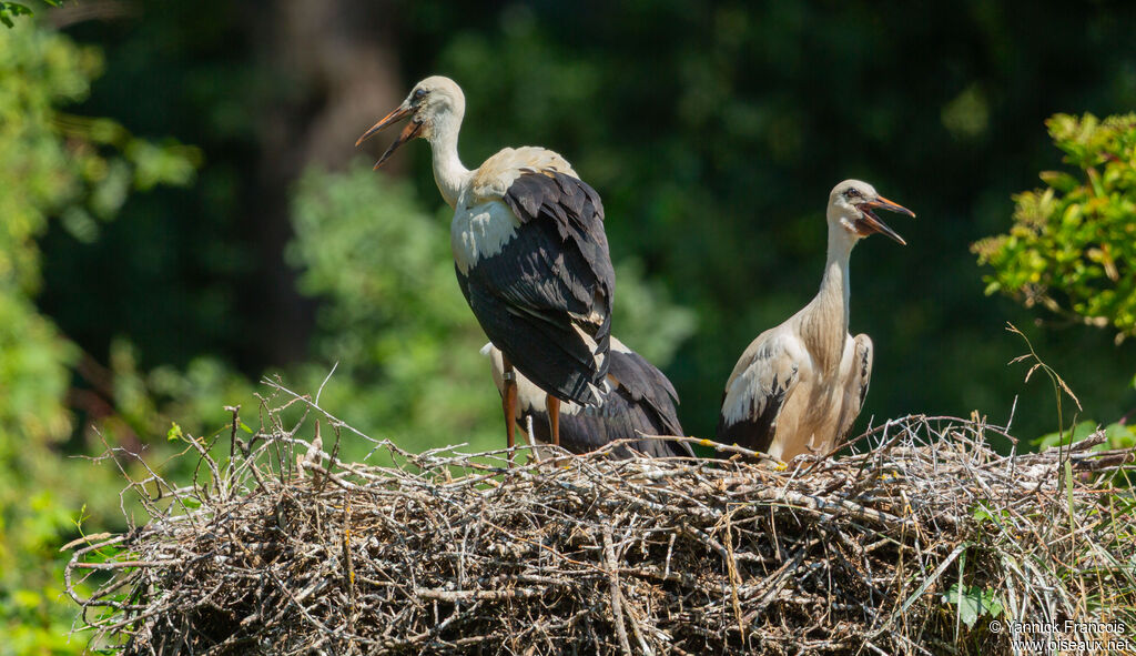 White Storkjuvenile, habitat, aspect