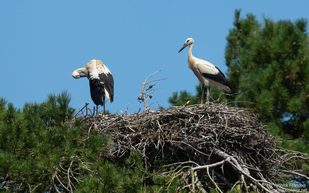 White Storkjuvenile, habitat, aspect